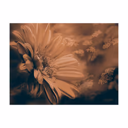Papier peint intissé Fleurs Gerbera in bronze - PD13650-400-309