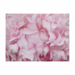 Planete Discount PD13655-350-270 papier-peint Papier peint non tissé Rose