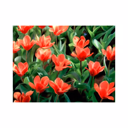Planete Discount PD13659-250-193 papier-peint Papier peint non tissé Noir, Vert, Rouge