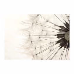 Papier peint intissé Fleurs White Dandelion - PD13669-400-280