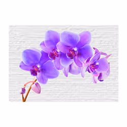 Papier peint intissé Fleurs Violet excitation - PD13672-400-280