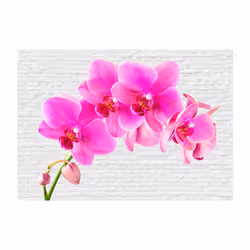 Papier peint intissé Fleurs Pink excitation - PD13673-400-280