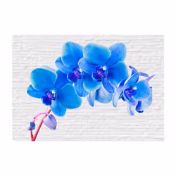 Planete Discount PD13674-100-70 papier-peint