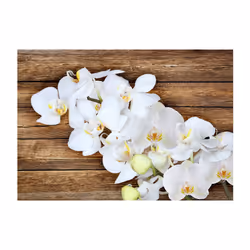 Papier peint intissé Fleurs Delicacy on wood - PD13682-400-280