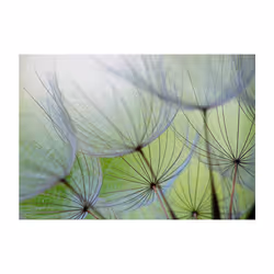 Papier peint intissé Fleurs Moments futiles - PD13708-400-280