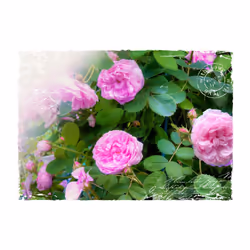 Planete Discount PD13731-100-70 papier-peint Papier peint non tissé Vert, Rose