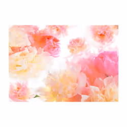 Planete Discount PD13735-100-70 papier-peint Papier peint non tissé Rose, Violet, Blanc