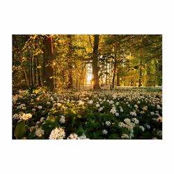 Papier peint intissé Paysages Forest flora - PD14545-400-280