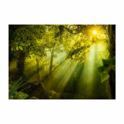 Papier peint intissé Paysages In a Secret Forest - PD14555-400-280