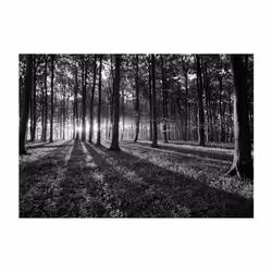 Papier peint intissé Paysages The Light in the Forest - PD14556-400-280