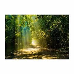 Papier peint intissé Paysages Road in Sunlight - PD14558-400-280