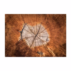 Papier peint intissé Fonds et Dessins The Soul of a Tree Taille 100 x 70 cm