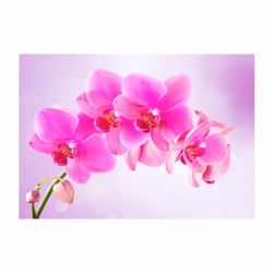 Planete Discount PD13740-250-175 papier-peint Papier peint non tissé Vert, Rose, Blanc
