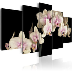 Tableau Fleurs Orchidée sur fond contrasté - PD11083-200-100