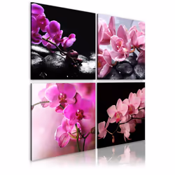 Planete Discount PD11239-40-40, Orchidées, Noir, Rose, Violet, Panneaux MDF, 400 mm, 20 mm, 400 mm