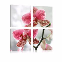 Planete Discount PD11240-80-80, Orchidées, Gris, Rose, Panneaux MDF, 800 mm, 20 mm, 800 mm