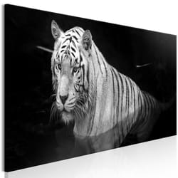 Tableau Shining Tiger 1 Pièce Black and White Narrow - PD8507-150-50