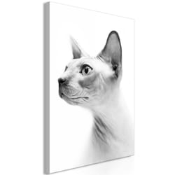 Tableau Hairless Cat 1 Pièce Vertical - PD8532-80-120