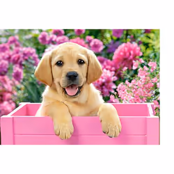 Castorland Labrador Puppy in Pink Box 300 pcs Jeu de puzzle 300 pièce(s) Faune