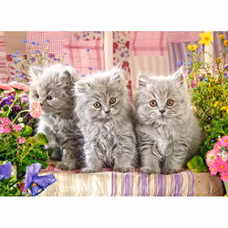 Castorland Three Grey Kittens 300 pcs Jeu de puzzle 300 pièce(s) Animaux