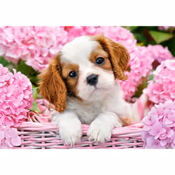 Castorland Pup in pink flowers 500 pcs Jeu de puzzle 500 pièce(s) Faune