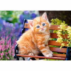 Castorland Ginger kitten 500 pcs Jeu de puzzle 500 pièce(s) Faune