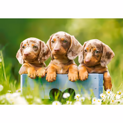 Castorland B-53605 puzzle Jeu de puzzle 500 pièce(s) Animaux
