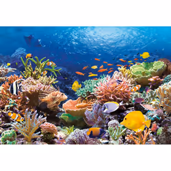 Castorland Coral Reef Fishes 1000 pcs Jeu de puzzle 1000 pièce(s) Flore et faune