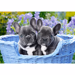 Castorland French Bulldog Puppies 1000 pcs Jeu de puzzle 1000 pièce(s) Animaux