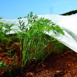 Les non-tissés sont utilisés efficacement pour optimiser la productivité des cultures, des jardins et des serres. Grâce à leu ...