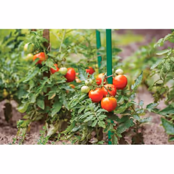 Bradas TYP11150 tuteur de jardin