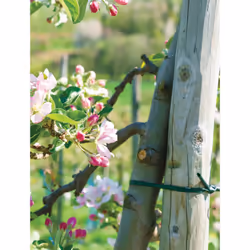 Bradas TYW39X030 circlip et fixation pour plante