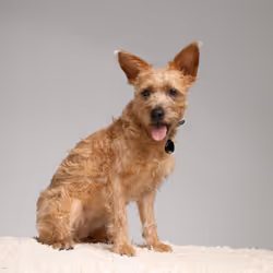 Tickless PET Chat (animal) / Chien - Vue supplémentaire 5