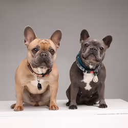 Tickless PET Chat (animal) / Chien - Vue supplémentaire 6
