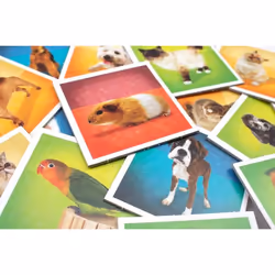 Tactic Pets Memo Jeu de cartes Assortiments