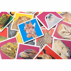 Tactic Wildlife Memo Jeu de cartes Assortiments - Vue supplémentaire 4