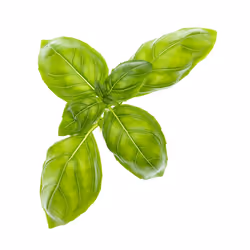 Tregren Aroma Mix Basilique, Ciboulette, Coriandre, Pepper leaf