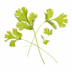 Tregren Aroma Mix Basilique, Ciboulette, Coriandre, Pepper leaf