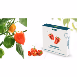 Tregren Habanero