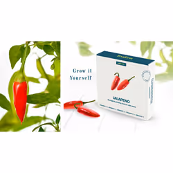 Tregren Jalapeno