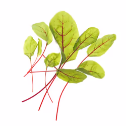 Tregren SEEDPOD99, Plantes comestibles, Oseille sanguine, Remplir, Tregren Genie &amp; Herbie, 2 pièce(s)