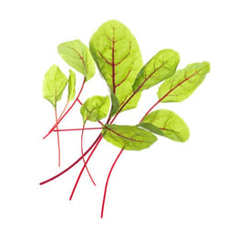 Tregren SEEDPOD99 kit de croissance et recharge 2 pièce(s) Oseille sanguine Remplir