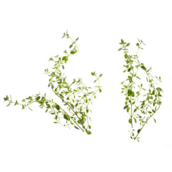 Tregren SEEDPOD01 kit de croissance et recharge 2 pièce(s) Thym Remplir