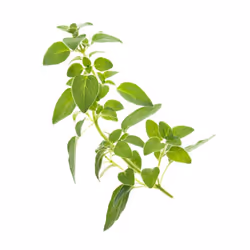 Tregren SEEDPOD02, Plantes comestibles, Origan, Remplir, Tregren Genie &amp; Herbie, 2 pièce(s)