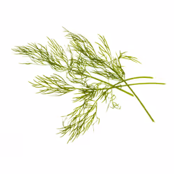 Tregren SEEDPOD05, Plantes comestibles, Aneth, Remplir, Tregren Genie &amp; Herbie, 2 pièce(s)