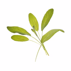 Tregren SEEDPOD08, Plantes comestibles, Sage, Remplir, Tregren Genie &amp; Herbie, 2 pièce(s)