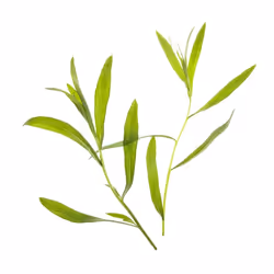Tregren SEEDPOD10, Plantes comestibles, Estragon, Remplir, Tregren Genie &amp; Herbie, 2 pièce(s)