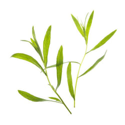 Tregren SEEDPOD10 kit de croissance et recharge 2 pièce(s) Estragon Remplir