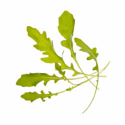Tregren SEEDPOD11, Plantes comestibles, Fusée, Remplir, Tregren Genie &amp; Herbie, 2 pièce(s)
