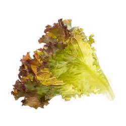 Tregren SEEDPOD12, Plantes comestibles, Laitue, Remplir, Tregren Genie &amp; Herbie, 2 pièce(s)